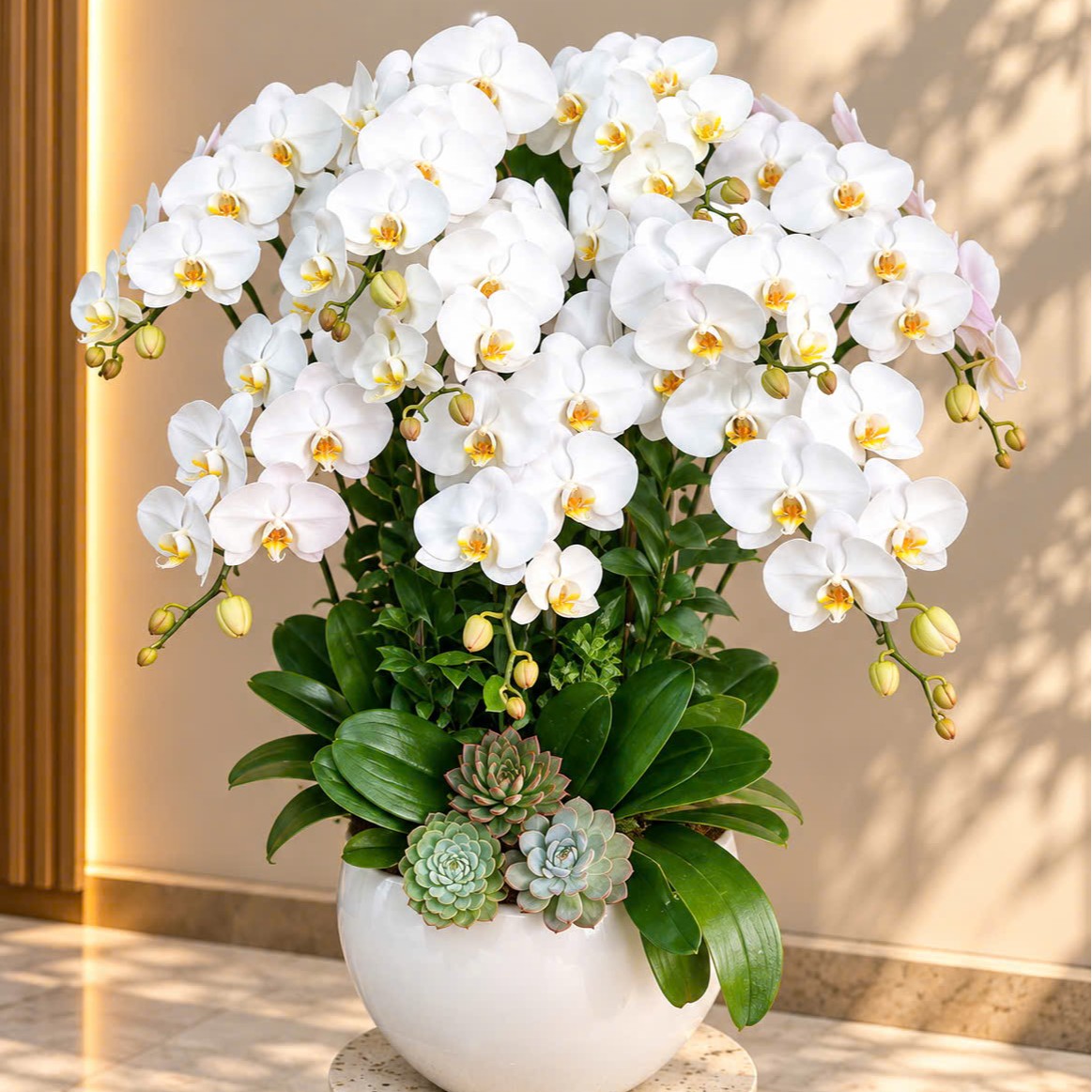 Chậu lan trắng basic