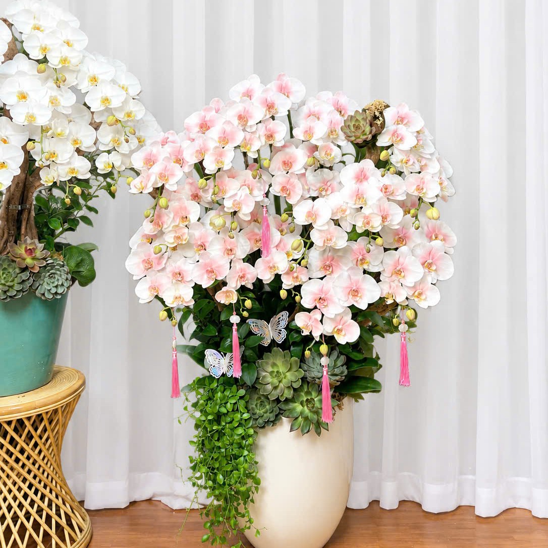 Lan nhuộm hồng và lũa kết hợp với chậu sứ trắng cao sang trọng
