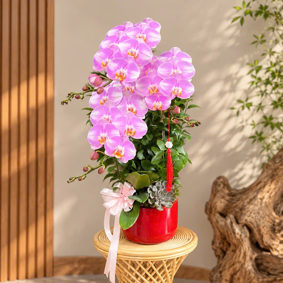 Chậu lan hồng minh tinh dáng hiện đại
